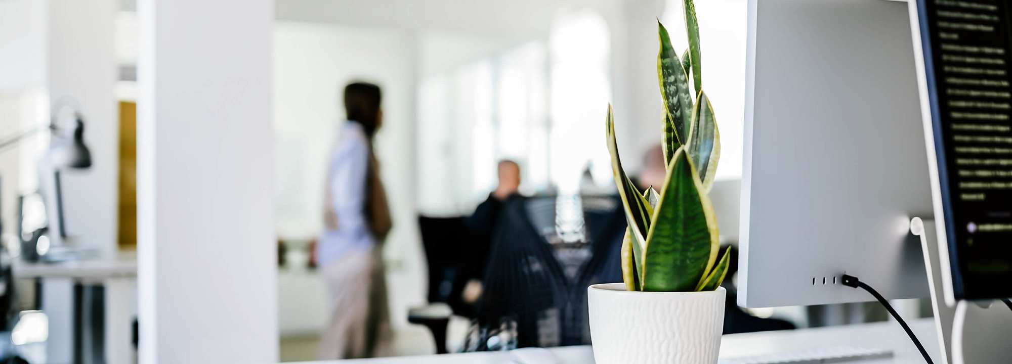 Modern open-plan office with natural light. A green indoor plant in a light pot sits on a white desk with dual monitors placed back to back. In the background, an employee stands and interacts with two colleagues at adjacent workstations, highlighting a collaborative work environment.