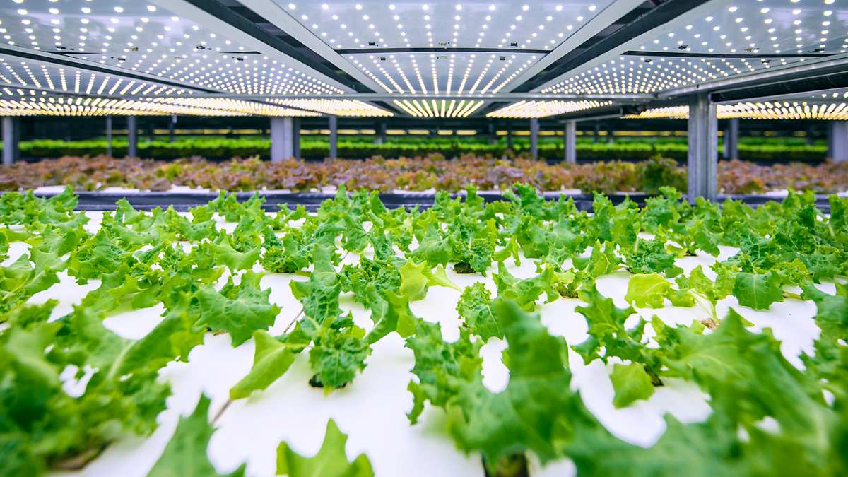 LED Lighting vertical farming