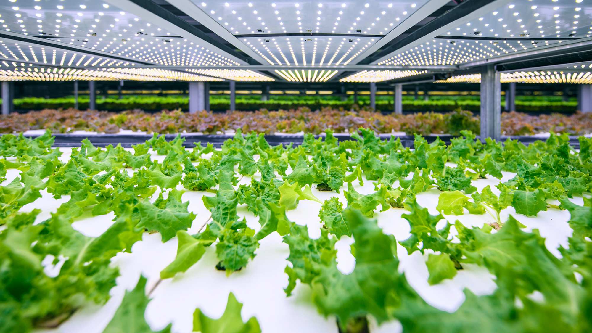 LED Lighting vertical farming