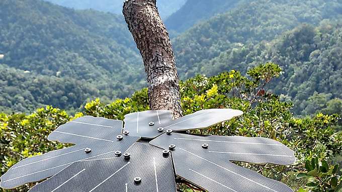 Rainforest Connection 01